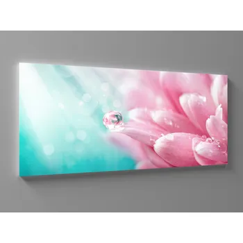 Obraz XXL obraz růžová chrizantéma Rozměr: 200 x 100 cm