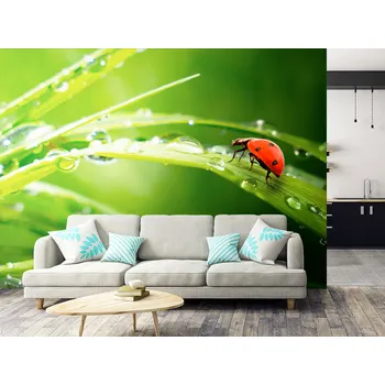 Tapeta Tapeta beruška na listu