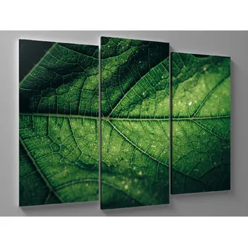 Obraz Obraz detail struktury listu Rozměr: 75 x 50 cm