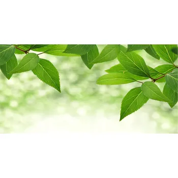 Obraz Kuchyňský panel Zelené listy 140x70 cm + LEPIDLO