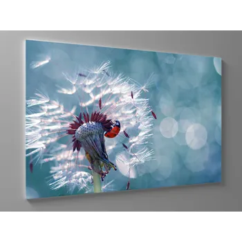 Obraz Obraz pampeliška s beruškou Rozměr: 60 x 40 cm