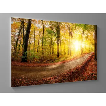 Obraz Obraz sluncem zalesněná stezka Rozměr: 60 x 40 cm