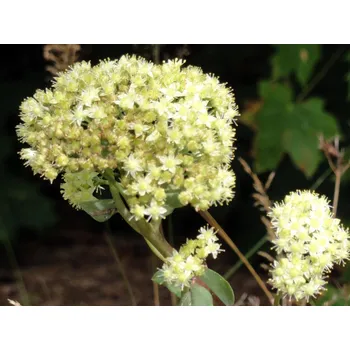 Sazenice Rozchodník velký Sedum maximum Balení: kontejner C2
