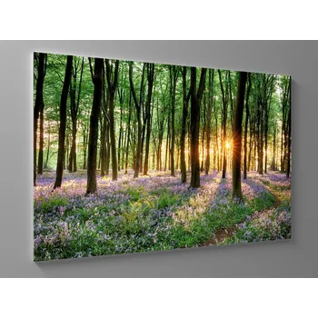 Obraz Obraz lesní svit Rozměr: 60 x 40 cm