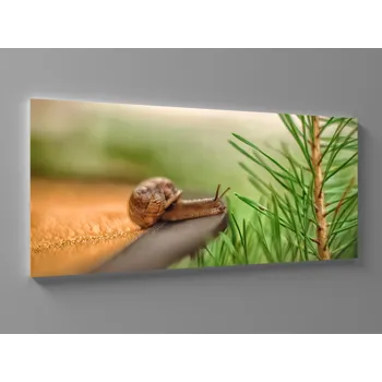Obraz XXL obraz šnek a jehličí Rozměr: 200 x 100 cm