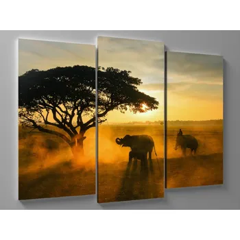 Obraz Obraz sloni v safari Rozměr: 60 x 40 cm