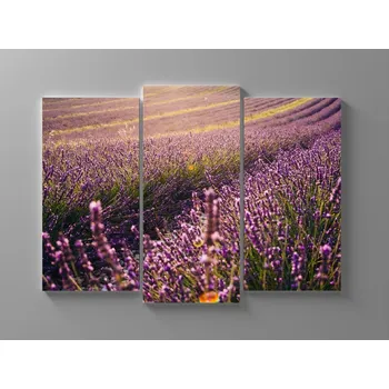 Obraz Obraz levandulové pole Rozměr: 60 x 40 cm