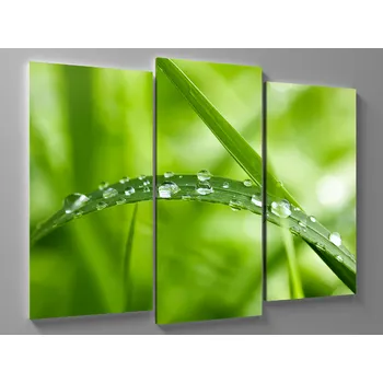 Obraz Obraz kapka na listu trávy Rozměr: 60 x 40 cm