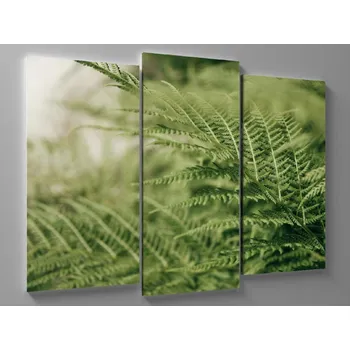 Obraz Obraz lesní kapradí Rozměr: 60 x 40 cm