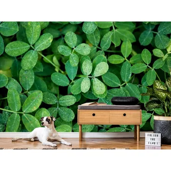 Tapeta Tapeta zelené lístky