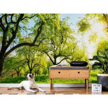 Tapeta Tapeta zelená alej