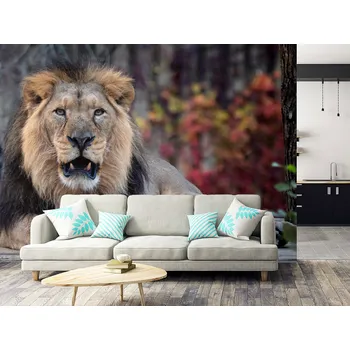Tapeta Tapeta lev ve volné přírodě
