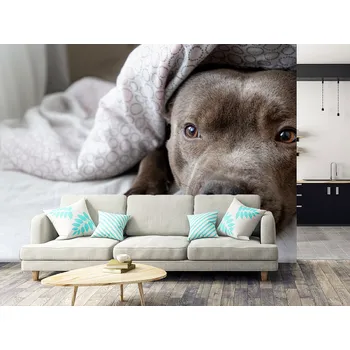 Tapeta Tapeta unavený pes