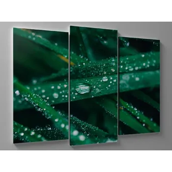 Obraz Obraz makro rosa na trávě Rozměr: 60 x 40 cm