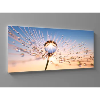 Obraz Obraz pampeliška s kapky rosy Rozměr: 60 x 25 cm