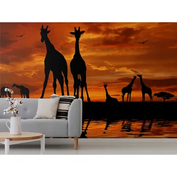 Tapeta Tapeta žirafy v západu slunce