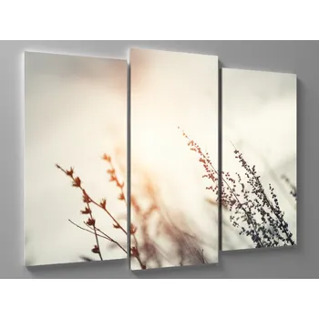 Obraz Obraz makro z louky Rozměr: 60 x 40 cm