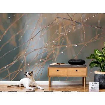 Tapeta Tapeta větve bez listí