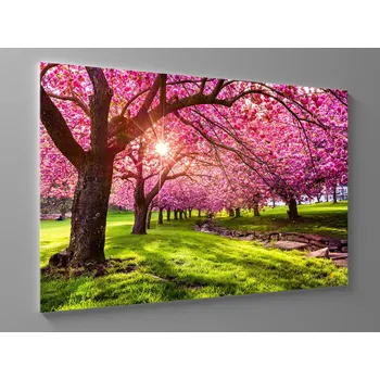 Obraz Obraz rozkvetlá třešeň Rozměr: 60 x 40 cm