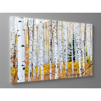Obraz Obraz břízy Rozměr: 60 x 40 cm