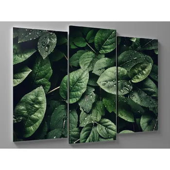 Obraz Obraz zelené pokojové listy Rozměr: 60 x 40 cm