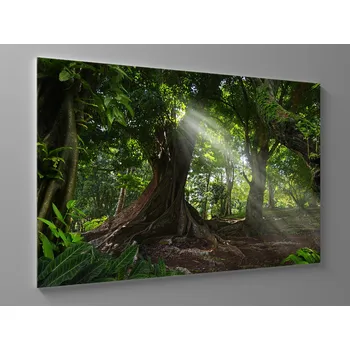 Obraz Obraz strom v deštném pralese Rozměr: 60 x 40 cm