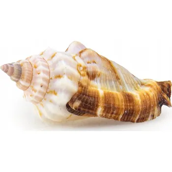 Dekorace do akvária Mušle Strombus Dekorace do Akvária 2cm