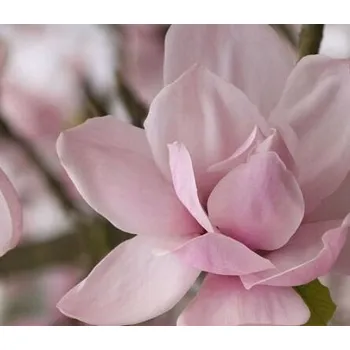 Vůně do bytu Vonný olej pro výrobu mýdel, svíček a kosmetiky Letní Květy 30 ml