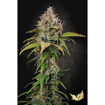 Semeno Paradise Seeds Atomical Haze Balení: 3ks
