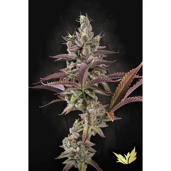 Semeno Paradise Seeds Apricot Candy Balení: 10ks