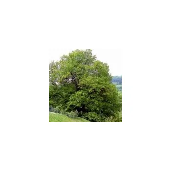 Sazenice Acer campestre 100/150 cm
