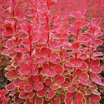 Sazenice Berberis thunbergii Orange Sunrise 30/40 cm