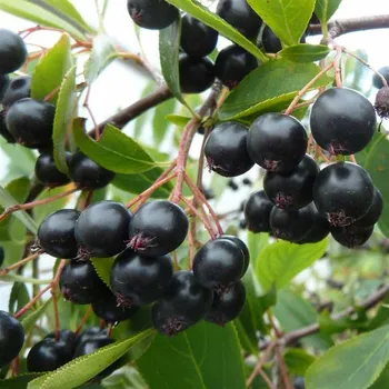 Sazenice Aronia melanocarpa Hugin 40/60 cm