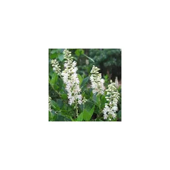 Sazenice Clethra alnifolia Hummingbird 20/30 cm