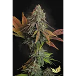Paradise Seeds Californian Gold Balení: 5ks
