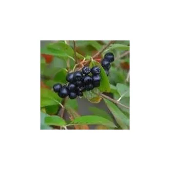 Sazenice Aronia mitschurini Amit 40/60 cm