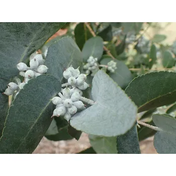 Sazenice Blahovičník crenulata kontejner C1,5