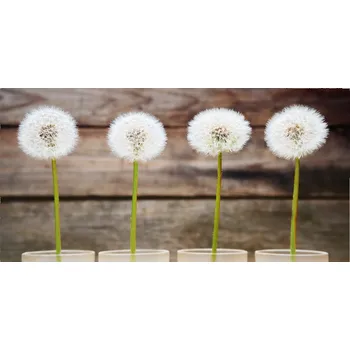 Obraz Kuchyňský panel mezi skříňky Poupata pampelišek 100x50 + LEPIDLO