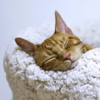 Frontline Spot On Cat 1× 0,5 ml bez zápachu