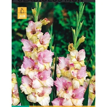 Cibulovina JUB Holland Mečík MON AMOUR (1 cibule)