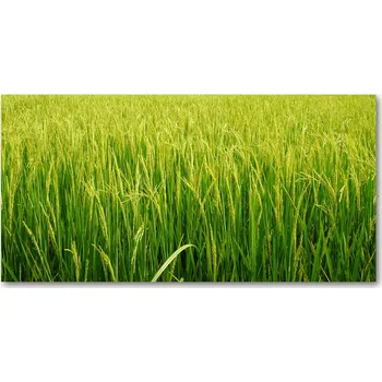 Obraz Ochranný panel Rýžové pole 140x70 cm + LEPIDLO