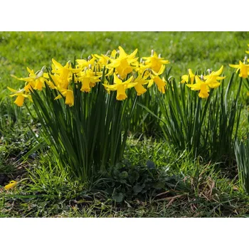 Semeno Narcis Barva květu: Žlutá