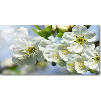 Obraz Ochranný panel Višňový květ 100x50 cm + LEPIDLO