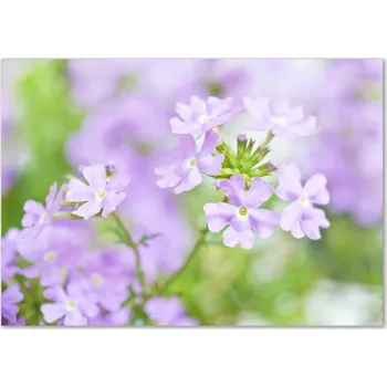 Obraz Skleněný panel 70 x 100 x 4 mm tvrzené sklo broušené fialový