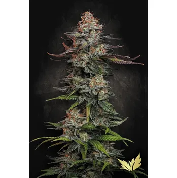 Semeno Paradise Seeds Durga Mata Balení: 3ks