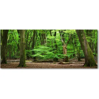 Obraz Lacobel sklo s fotopotiskem Holandský les XXL