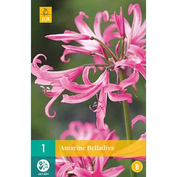 Cibulovina JUB Holland Belladiva amarylka B 1 ks