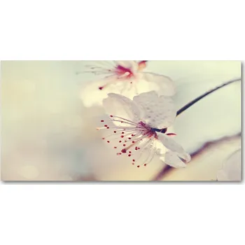 Obraz Ochranný panel Višňový květ 100x50 cm + LEPIDLO