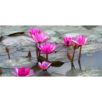 Obraz Ochranný panel Lotosový květ 100x50 cm + LEPIDLO