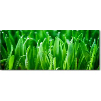 Obraz Panel z tvrzeného skla mezi skříňky Tráva XXL